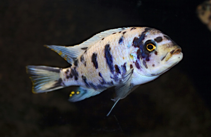 Maylandia zebra 'Likoma Island'